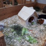 Vier Meerschweinchen in einem Holzstall, eines in einem Haus, fressen Salat.