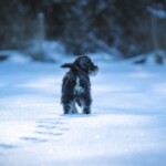 Kleiner schwarz-grauer Hund geht im Tierheim Siegen im Schnee spazieren.