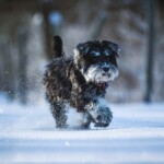 Ein kleiner schwarzer Hund rennt durch ein verschneites Feld; dahinter verschwommene Bäume.