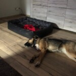 Hund auf Holzboden neben leerem Haustierbett mit roter Decke.