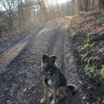 Deutscher Schäferhund auf einem sonnenbeschienenen Waldweg im Tierheim Siegen.