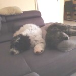 Zwei flauschige Hunde schlafen Seite an Seite auf einer grauen Couch.