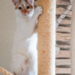 Weißer und orangefarbener Katzenkratzbaum aus Sisal auf einem Kratzbaum.