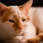 Weiße Katze mit orangefarbenen Flecken, die sich hinlegt und zur Seite schaut.