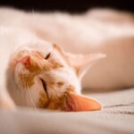 Orangefarbene und weiße Katze, die friedlich auf der Seite liegt.