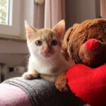 Oranges und weißes Kätzchen mit Teddybär am sonnigen Fenster.