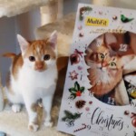 Orangefarbene und weiße Katze auf dem Kratzbaum neben einem festlichen Adventskalender.