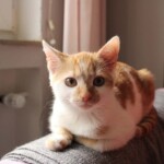 Orange-weißes Kätzchen auf einer grauen Couch, das in die Kamera schaut.