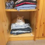 Weiße Katze auf gefalteter Kleidung in einem Kleiderschrank im Tierheim Siegen.