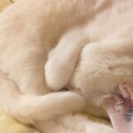 Weiße Katze schlafend zusammengerollt, Pfote über dem Gesicht im Tierheim Siegen.