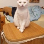 Weiße Katze mit gelben Augen sitzt auf Holz in einem Schlafzimmer.