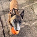 Brauner Hund mit Geschirr hält orangefarbenen Ball auf gepflastertem Weg.