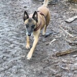 Brauner Hund an der Leine geht neben einer Person auf einem schlammigen Weg.