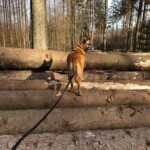 Brauner Hund an der Leine steht auf Baumstämmen im Wald.