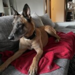 Brauner Hund mit schwarzen Abzeichen auf grauem Sofa mit roter Decke.