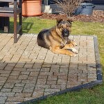 Großer braun-schwarzer Hund auf sonniger Steinterrasse im Tierheim Siegen.