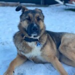 Hund mit Halsband liegt im Schnee und schaut in die Kamera.
