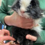 Eine Person hält ein flauschiges Meerschweinchen, während eine andere Hand seinen Fuß berührt.