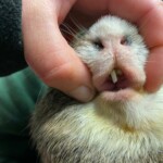 Eine Hand hebt die Lippe eines Nagers an, um seine langen gelben Zähne zu zeigen.