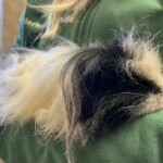 Schwarzes und weißes langhaariges Meerschweinchen in grünen Ärmeln gehalten.