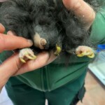 Person hält flauschiges schwarzes Tier mit langen Krallen und Schnauze.