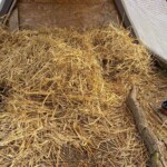 Einstreu aus Stroh mit einem Holzscheit und einem Futternapf in einem Tiergehege.