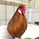 Braunes Huhn mit weißen Ohrläppchen in einem Drahtkäfig auf weißem Papier.