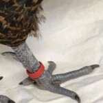 Vogelschuppenfuß mit rotem Band auf weißer Oberfläche.