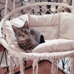 Getigerte Katze auf cremefarbenem Hängemattenstuhl liegend, dahinter Kissen und Geländer.