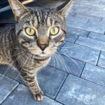 Getigerte Katze mit gelben Augen auf grauem Pflaster in der Nähe eines geparkten Autos.