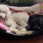 Weiße und schwarze Pudel kuscheln in einem Hundebett mit einer rosa Decke.