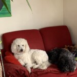 Weiße und schwarze Pudel ruhen auf einer roten Couch im Tierheim Siegen.