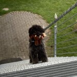 Lockenhaariger Hund mit Plüschtier steht an einer Metalltreppe im Freien.