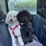 Weiße und schwarze flauschige Hunde sitzen zusammen auf einer Decke in einem Auto.