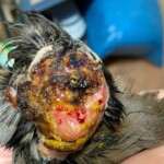 Verletzter Vogel im Tierheim Siegen mit Kopfwunden und fehlenden Federn.