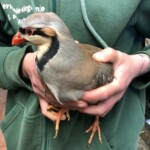 Person im grünen Kapuzenpulli hält ein Chukar-Huhn mit orangefarbenem Schnabel.