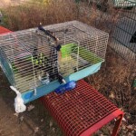 Vogelkäfig auf roter Bank draußen, blaue Wasserflasche und Tasche in der Nähe.