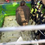 Brauner Vogel in grün-gelbem Käfig, Futter und Wasser daneben.