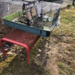 Tierkäfig auf roter Bank draußen, dahinter Gras und Auto.