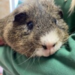 Braunes und weißes Meerschweinchen, das in den Armen eines Menschen ruht.