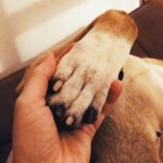 Eine Hand, die eine Hundepfote hält, zeigt die Fürsorge im Tierheim Siegen.