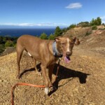 Brauner Hund mit blauem Halsband auf Felsen mit orangefarbener Leine; dahinter Hügel und Meer.