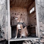 Hund im Geschirr sitzt in einem kleinen Unterstand in einem mit Blättern bedeckten Wald.