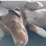 Brauner und weißer Hund liegt auf der Couch und schaut in die Kamera.