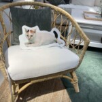 Korbsessel mit weißem Kissen und Katzenfoto-Kissen.