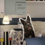 Bett mit gemusterten Kissen, blauem Kissen und Hundeausschnitt unter einer Lampe.