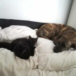 btr Gestromter Hund und drei schwarze Katzen, die auf einer weißen Decke liegen.