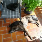 btrhdr Hund auf sonnenbeschienenen Fliesen mit drei schwarzen Katzen, die sich in der Nähe ausruhen.