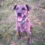 btrmdn Gestromter Hund mit Halsband sitzt im Gras, schaut nach oben und streckt die Zunge heraus.