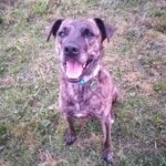 btrmdn Gestromter Hund mit Halsband sitzt im Gras, schaut nach oben und streckt die Zunge heraus.